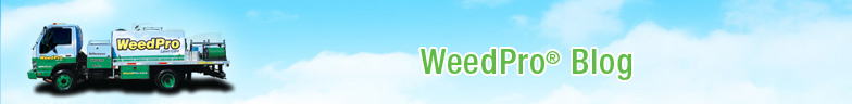 WeedPro Blog